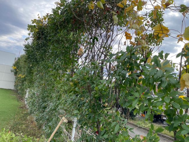 5年の実績と馬力が自慢！予算に合わせて丁寧に提案する安心の出張お手入れサービス