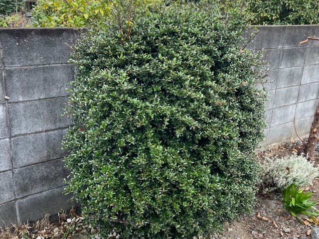 5年の実績と馬力が自慢！予算に合わせて丁寧に提案する安心の出張お手入れサービス