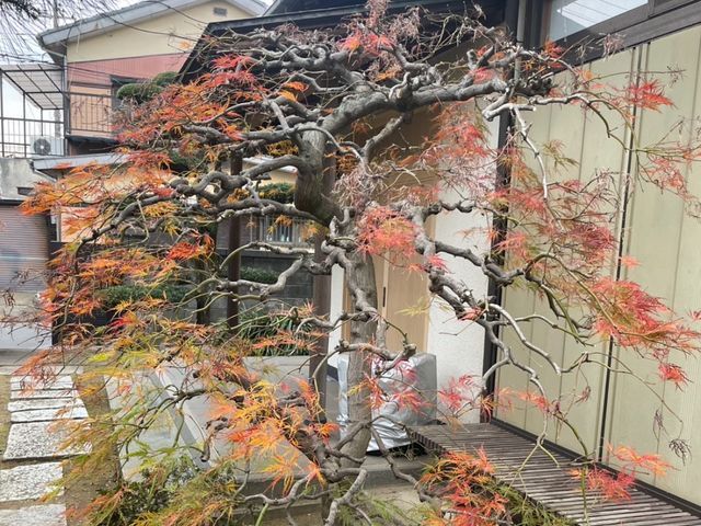 スッキリきれいに造る。CTYが造る剪定サービス！