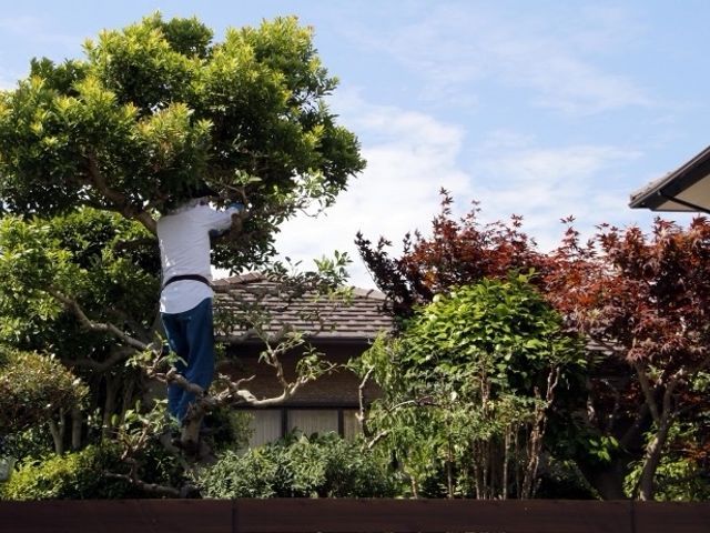 庭木カットサービス