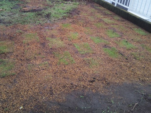 庭木を美しく蘇らせる匠の技 ★写真でお見積りできます！