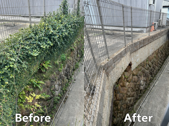 草木や建物を傷めない、将来管理まで考えた蔦除去|除草剤対応可・女性スタッフ同行可
