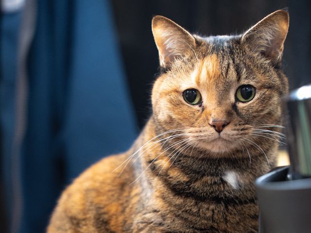 【ペット撮影】猫と暮らすカメラマンの出張撮影