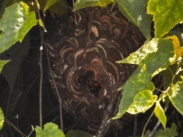 最短当日対応可能！事前料金確定で1匹残さず蜂を駆除！駆除後に薬剤散布実施で安心