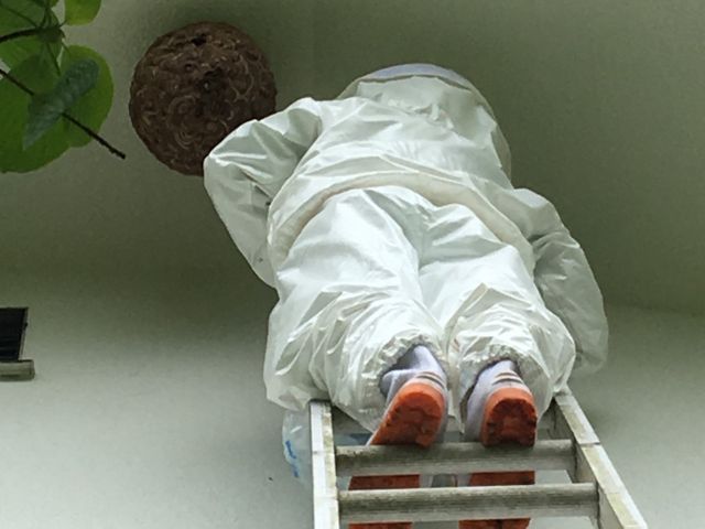 任せて安心♪駆除経験豊富！大きな巣や高所作業もお気軽にお問い合わせ下さい
