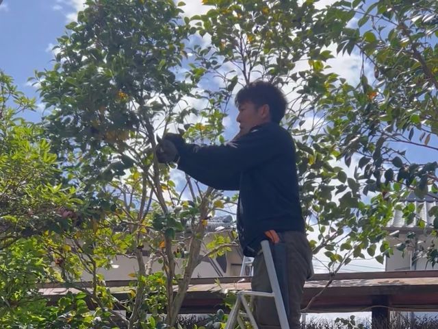 【3mまでの小規模専門】元公務員のパパが伺う安心伐採・剪定。1本から誠実対応！