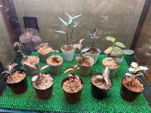 鉢の植え替え承ります！5鉢以上は割引致します！※9号鉢までは2鉢から受付