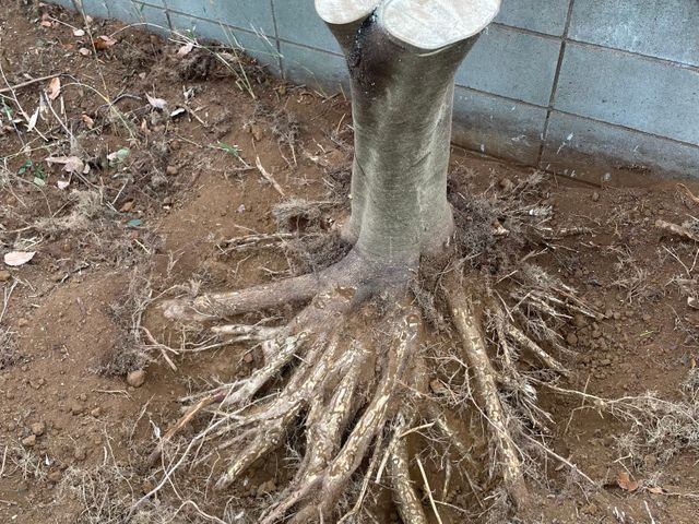 重機が入れない狭い場所でもお任せください！馬力自慢CTYの伐採伐根サービス！