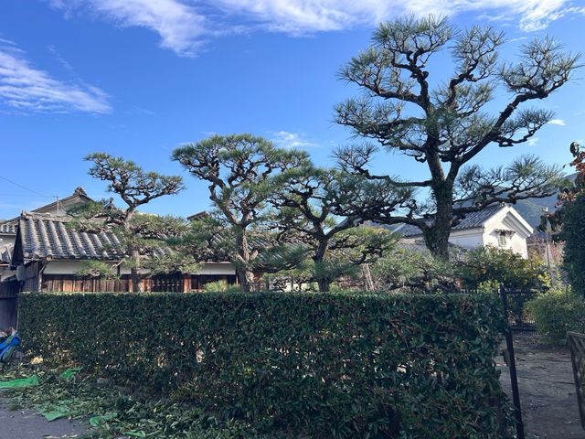 小さな木、大きな木、何でもお任せください！