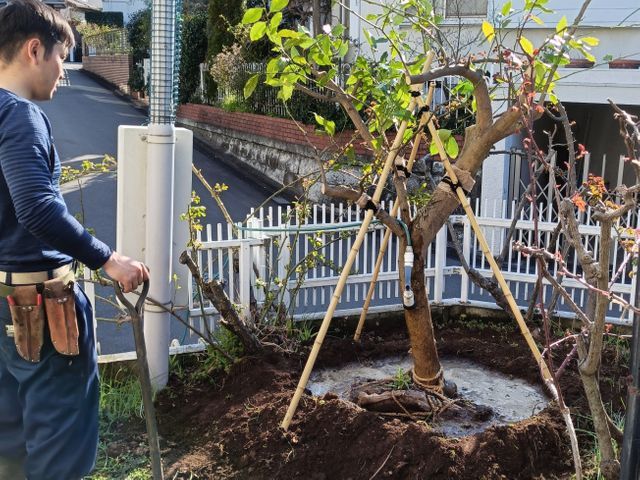 小さな庭木から数十メートルの高木まで丁寧に対応致します。各種資格実務経験あります