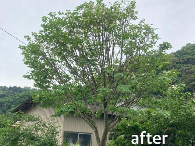 自然風な剪定 庭づくりをモットーに取り組んでいます 小松造園の庭木の剪定 くらしのマーケット 自然風な剪定 庭づくりをモットーに取り組んでいます 小松造園の庭木の剪定 くらしのマーケット
