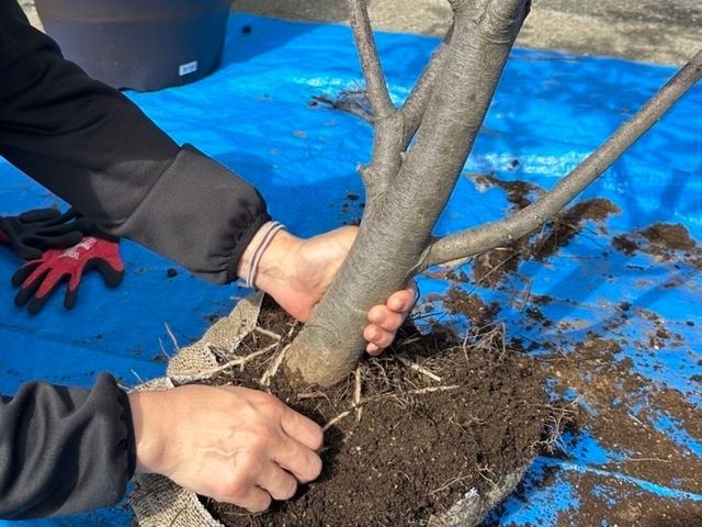 お客様の大切な植木を丁寧に植え替えます！