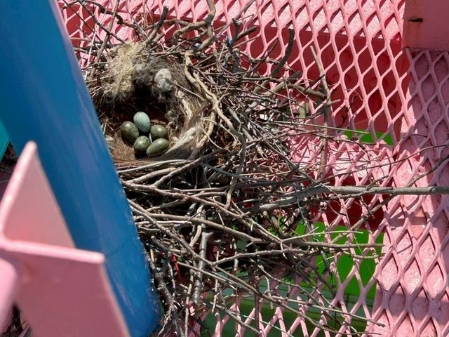 【最短即日対応可】カラス及び害鳥の営巣対策・除去・親鳥〜卵の回収　清掃・消毒対応