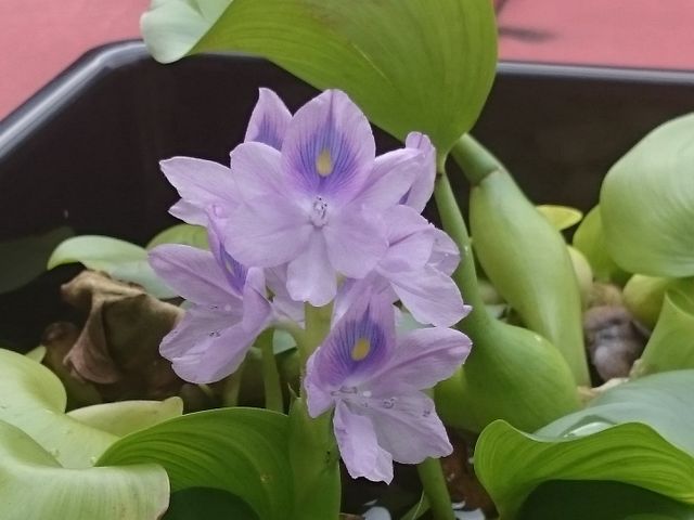 【１０月出店】手作業で根っこまで丁寧に除去！