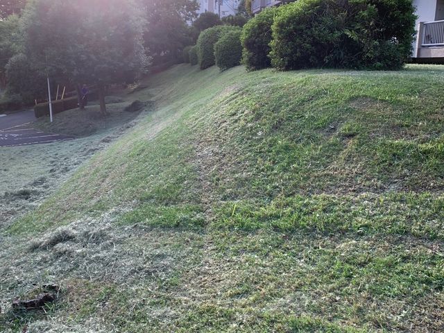 雑木の庭は草刈り必要ありません