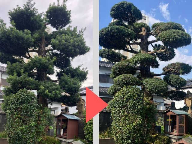 庭木の剪定・伐採対応◎安心の地域密着サービス