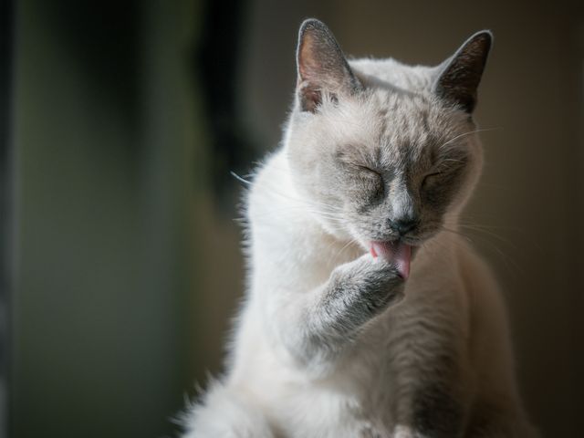 わんちゃん・ねこちゃん専門◎【10000円以上でクーポン使用可能◎】