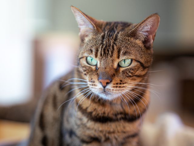 わんちゃん・ねこちゃん専門◎【10000円以上でクーポン使用可能◎】