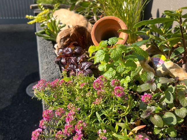 鉢植えも空気が入るような仕方でします。植物が益々元気になりますよ！
