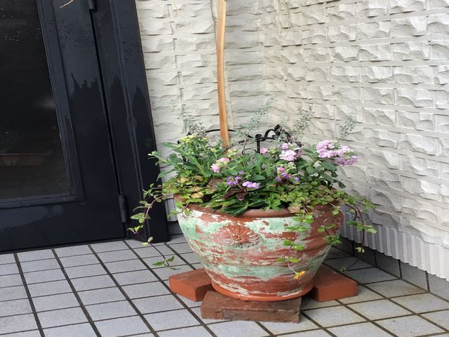 鉢植えも空気が入るような仕方でします。植物が益々元気になりますよ！