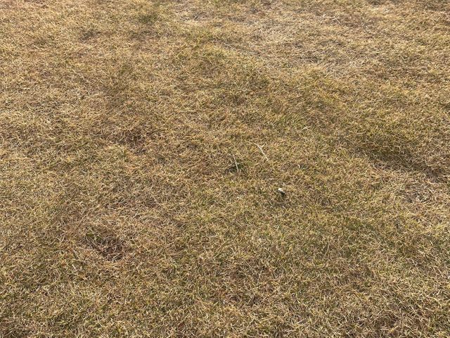 芝刈り、芝の手入れ