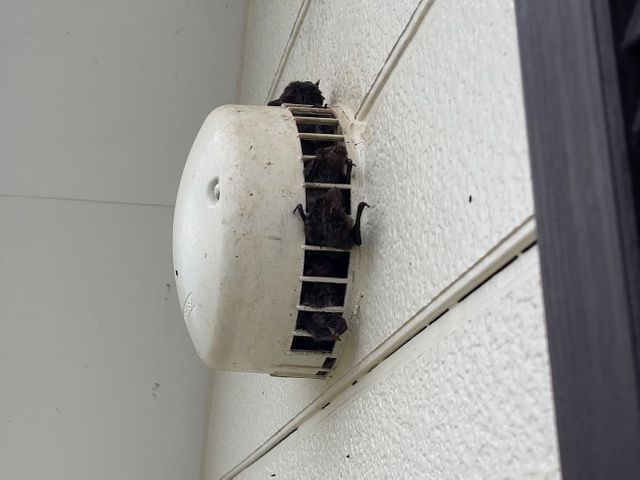 コウモリの侵入を徹底対策！再発防止まで対応します。無料見積もり可能です！！！