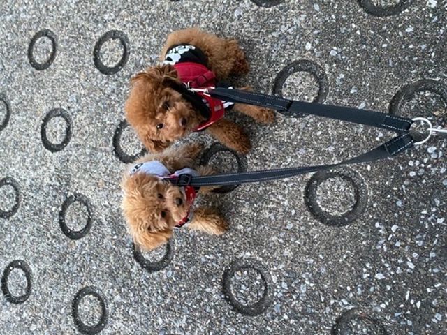 お散歩サービス