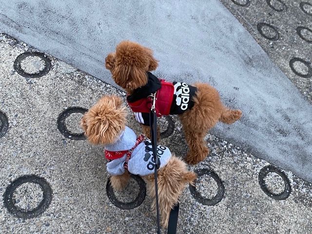 お散歩サービス