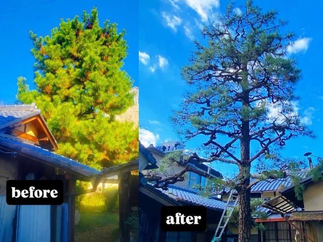 すべて自社対応◎  植木のお困り事は当店にお任せ 『草ツタ剪定 伐採 抜根 』