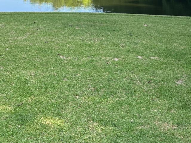 芝生の除草剤散布、その他薬剤散布。芝生の品質向上管理