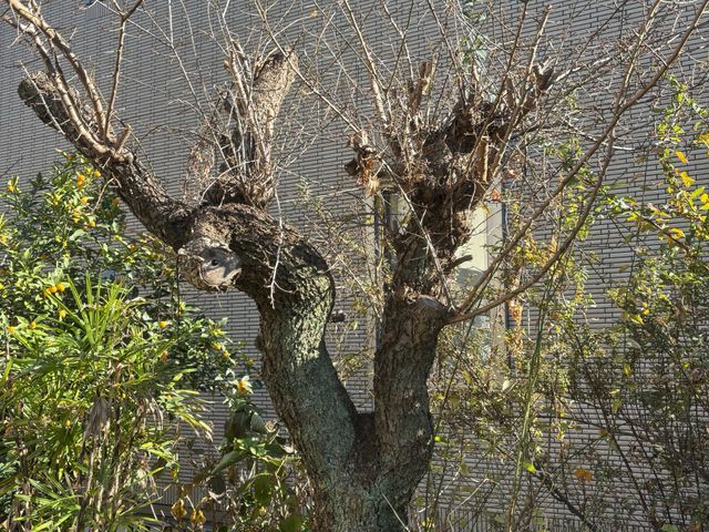 ご要望を伺って手掛けるお庭リニューアル！理想の庭をきめ細かくヒアリングして実現へ