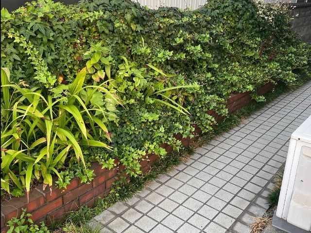 雑木伐採、低木剪定、庭木枝打ち