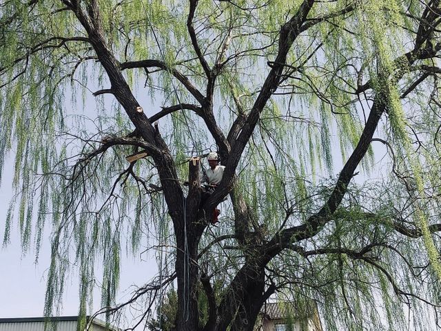 【特殊伐採】電線近接・他社に断られた高木もロープリギング技術で安全解決します！