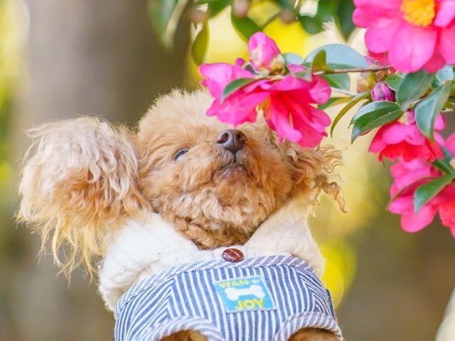 愛おしいペットの“今”を自然にのこします。