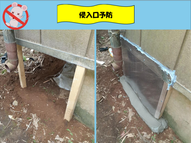 【安心の地元業者】アライグマ、ハクビシン追い出し、再侵入予防のプロフェッショナル