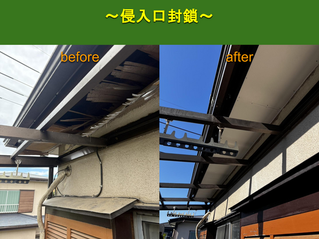 【安心の地元業者】アライグマ、ハクビシン追い出し、再侵入予防のプロフェッショナル