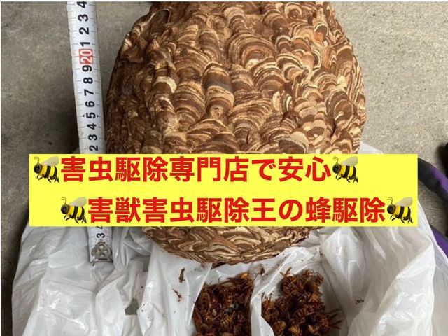 害虫駆除の専門家！害獣害虫駆除王だから安心して依頼できる蜂駆除！
