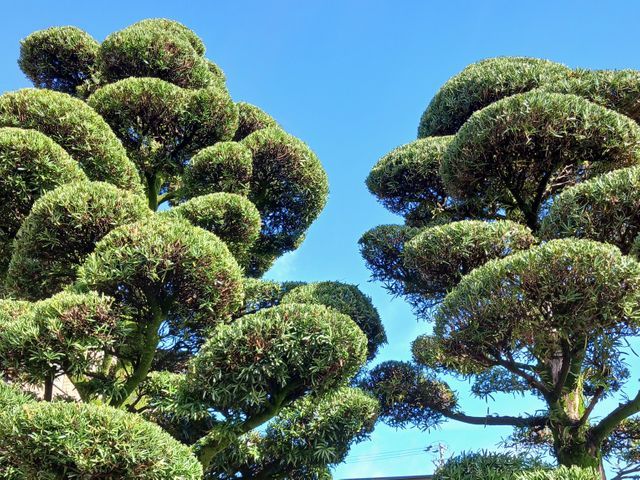 庭師歴27年！お庭のお困り事にはお客様に寄り添ったお仕事をお約束します♪