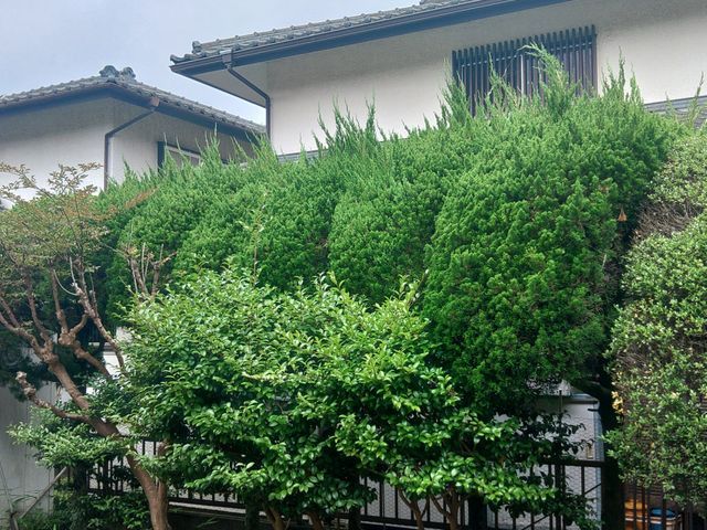 大変な生垣の剪定・植え込みの管理のご相談お受けしております。お気軽にご相談下さい
