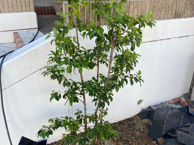 既存ののシンボルツリーに満足されてますか？　和み園芸が理想に近づけます。