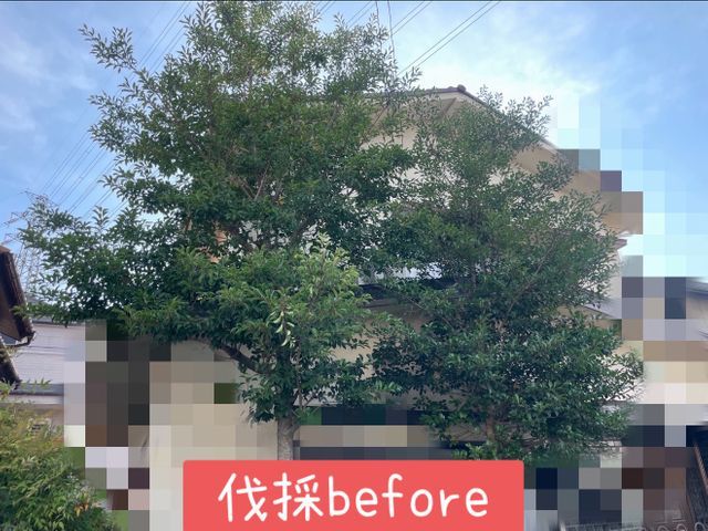 【年中無休で伺います】低木〜高木等、他業者に断られた木もお気軽にご相談ください！