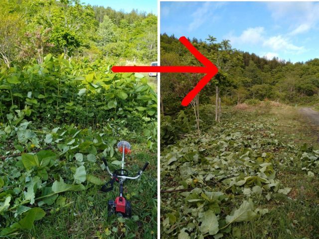 刈り払い機による除草を承ります！