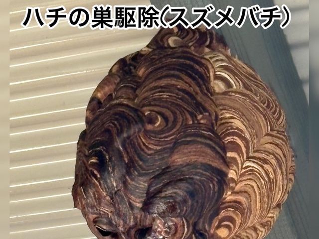 蜂の巣駆除は「熊本の便利屋さんスケット」にお任せください！