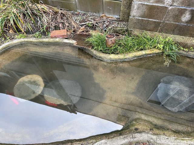 庭の池クリーニング