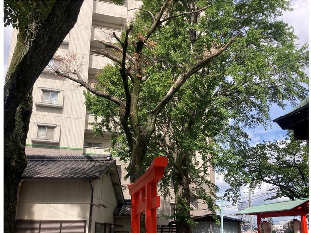 【夫婦経営】雑木、高木伐採までなんでも対応可能です！！