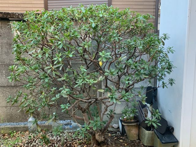 植物を愛する植木屋が見極める剪定！必要な植物はしっかり残します。