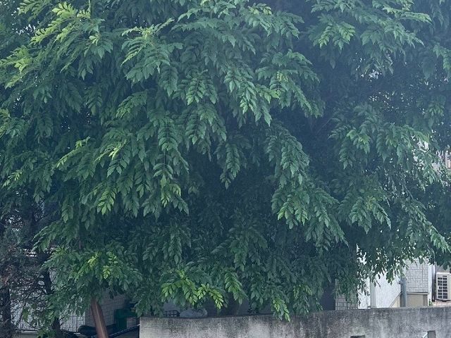 庭木の剪定お任せください｜安全第一・丁寧作業