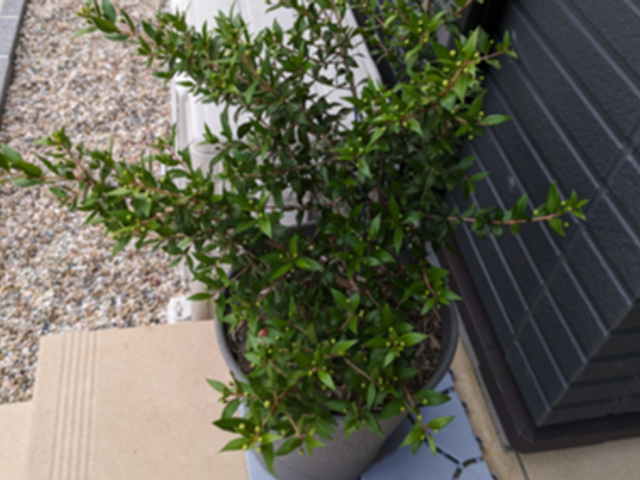 創業100年以上の信頼と実績！安全第一でお庭を美しく整えます