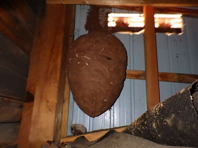 【最短即日対応】刺される前に対処しましょう！戻り蜂対策もバッチリ！