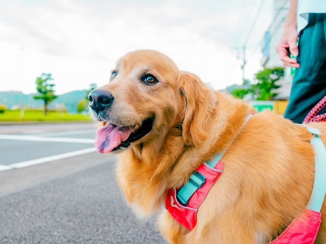 【期間限定】海外好きカメラマンによる高品質な作品をお届け！